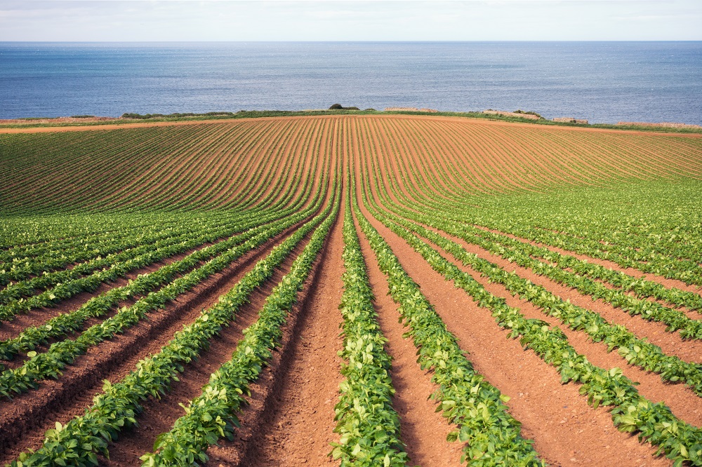 GMO plants and EU's push against them
