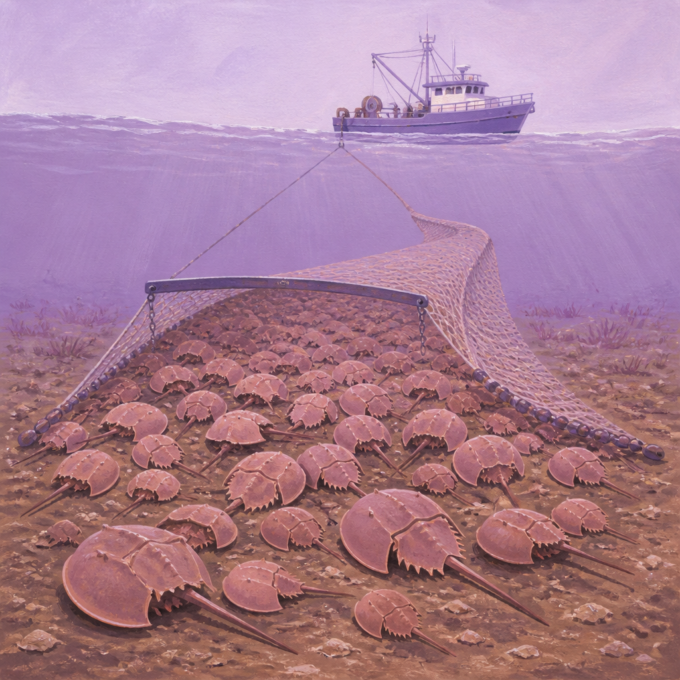 Massachusetts Horseshoe Crab Abundance Reaches Record Highs